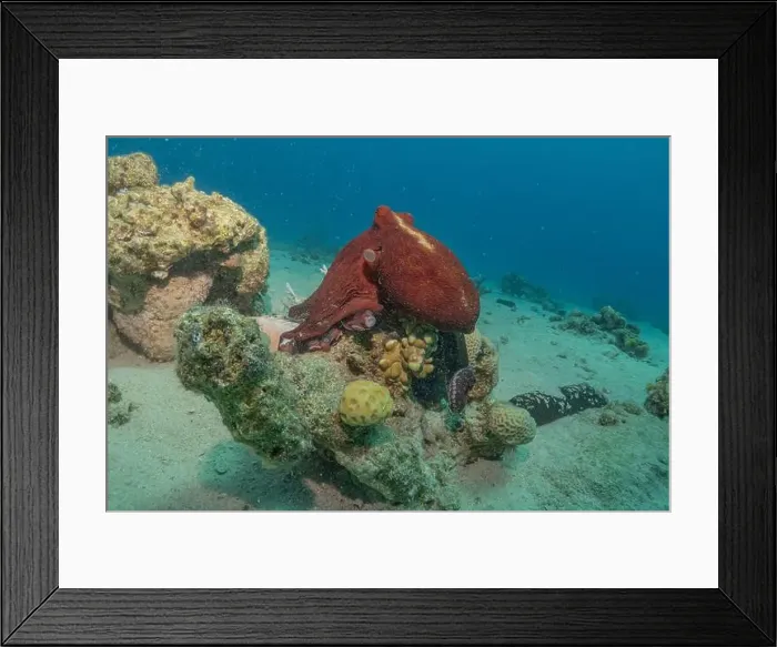 Framed Print : Octopus king of camouflage in the Red Sea, Eilat Israel Framed Print : Octopus king of camouflage in the Red Sea, Eilat Israel