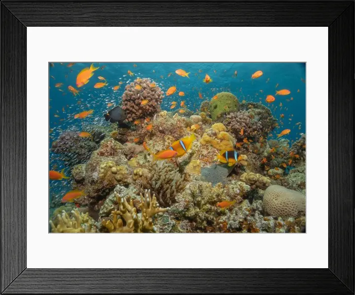 Framed Print : Coral reef and water plants in the Red Sea, Eilat Israel Framed Print : Coral reef and water plants in the Red Sea, Eilat Israel