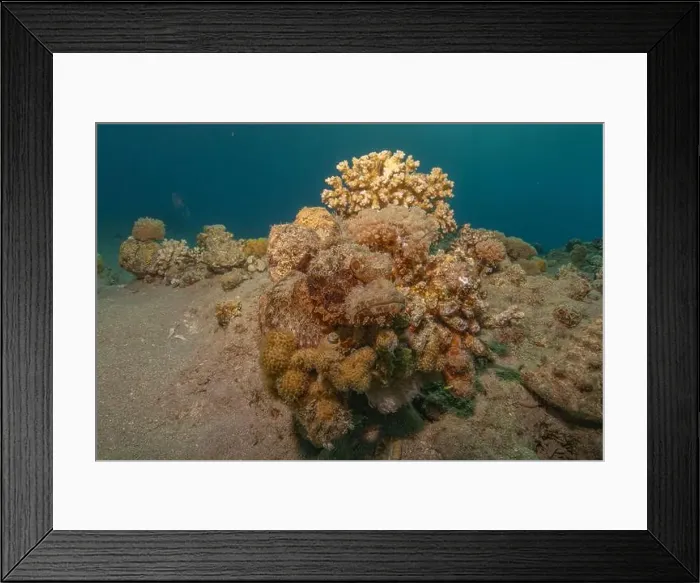 Framed Print : Coral reef and water plants in the Red Sea, Eilat Israel Framed Print : Coral reef and water plants in the Red Sea, Eilat Israel