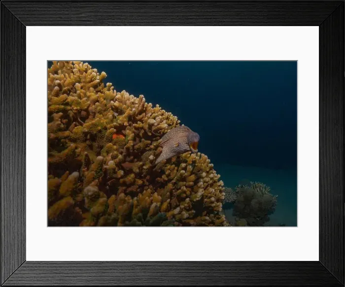 Framed Print : Moray eel Mooray lycodontis undulatus in the Red Sea, Eilat Israel Framed Print : Moray eel Mooray lycodontis undulatus in the Red Sea, Eilat Israel