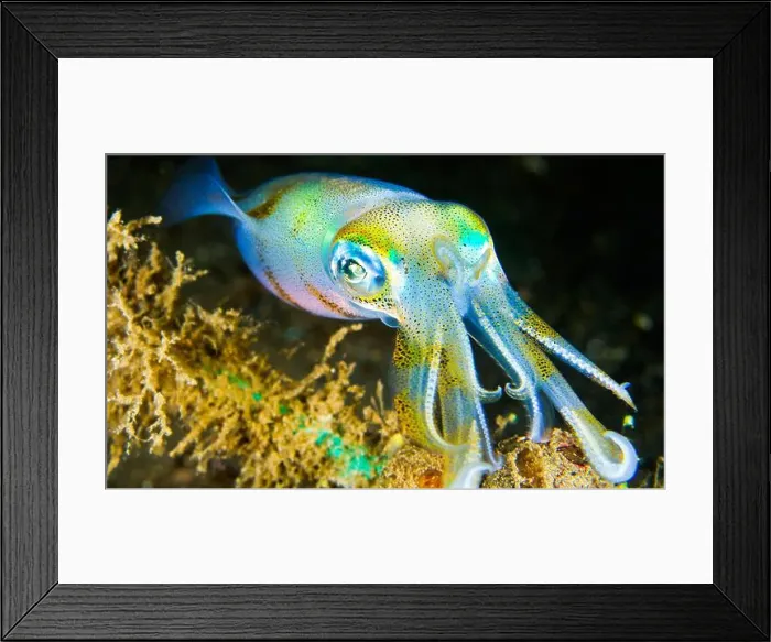 Framed Print : Reef Squid, Reef Building Corals, Coral Reef, Lembeh, North Sulawesi, Indonesia, Asia Framed Print : Reef Squid, Reef Building Corals, Coral Reef, Lembeh, North Sulawesi, Indonesia, Asia