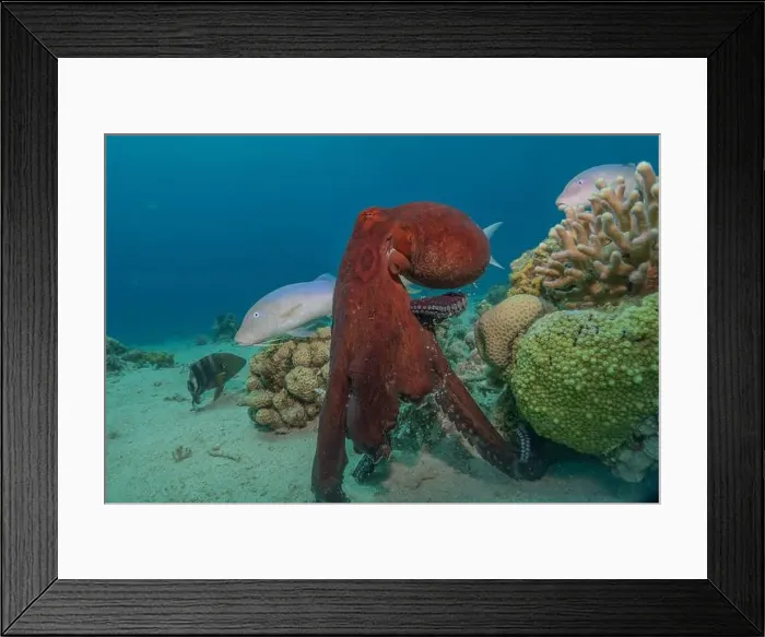 Framed Print : Octopus king of camouflage in the Red Sea, Eilat Israel Framed Print : Octopus king of camouflage in the Red Sea, Eilat Israel