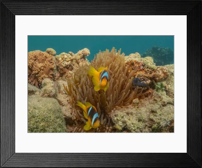 Framed Print : Coral reef and water plants in the Red Sea, Eilat Israel Framed Print : Coral reef and water plants in the Red Sea, Eilat Israel
