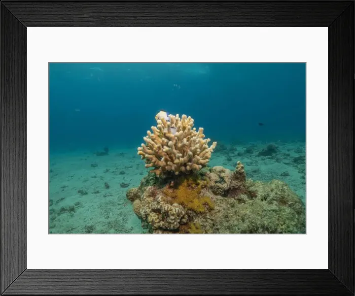 Framed Print : Coral reef and water plants in the Red Sea, Eilat Israel Framed Print : Coral reef and water plants in the Red Sea, Eilat Israel