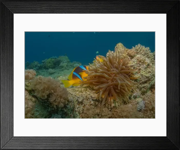 Framed Print : Coral reef and water plants in the Red Sea, Eilat Israel Framed Print : Coral reef and water plants in the Red Sea, Eilat Israel