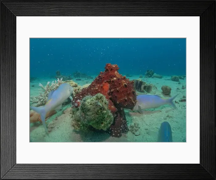 Framed Print : Octopus king of camouflage in the Red Sea, Eilat Israel Framed Print : Octopus king of camouflage in the Red Sea, Eilat Israel