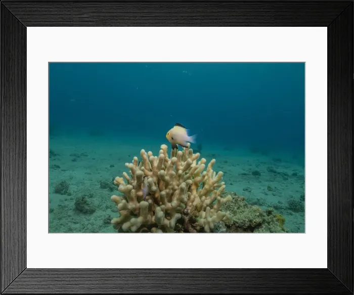 Framed Print : Coral reef and water plants in the Red Sea, Eilat Israel Framed Print : Coral reef and water plants in the Red Sea, Eilat Israel