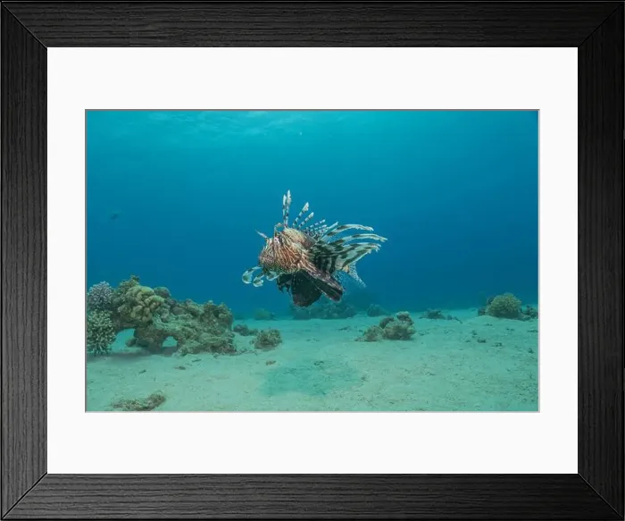 Framed Print : Lionfish in the Red Sea colorful fish, Eilat Israel Framed Print : Lionfish in the Red Sea colorful fish, Eilat Israel