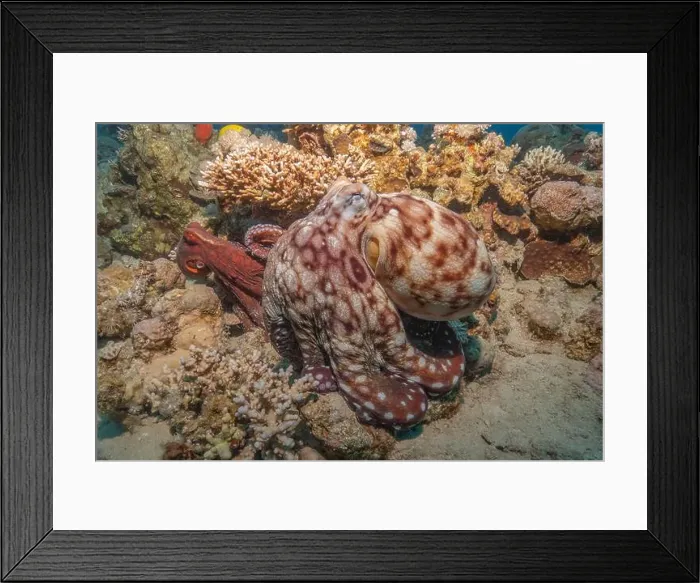 Framed Print : Octopus king of camouflage in the Red Sea, Eilat Israel Framed Print : Octopus king of camouflage in the Red Sea, Eilat Israel