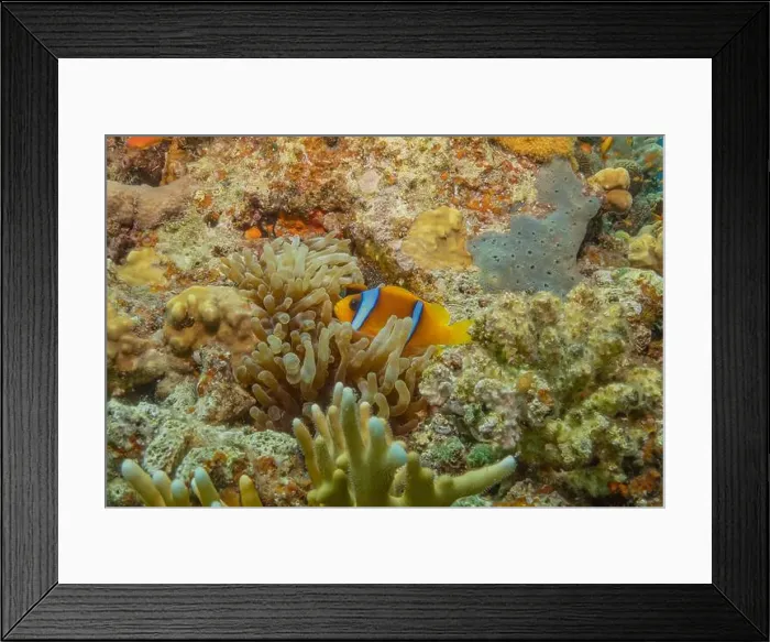 Framed Print : Coral reef and water plants in the Red Sea, Eilat Israel