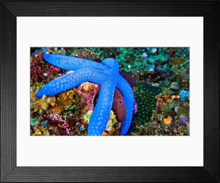 Framed Print : Blue Sea Star, Unckia laaevigata, Starfish, Reef Building Corals, Coral Reef, Lembeh, North Sulawesi, Indonesia, Asia Framed Print : Blue Sea Star, Unckia laaevigata, Starfish, Reef Building Corals, Coral Reef, Lembeh, North Sulawesi, Indonesia, Asia