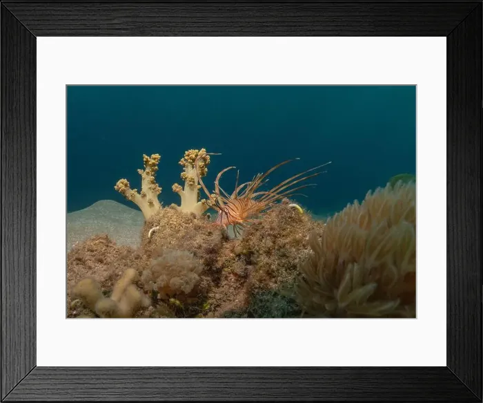 Framed Print : Lionfish in the Red Sea colorful fish, Eilat Israel Framed Print : Lionfish in the Red Sea colorful fish, Eilat Israel