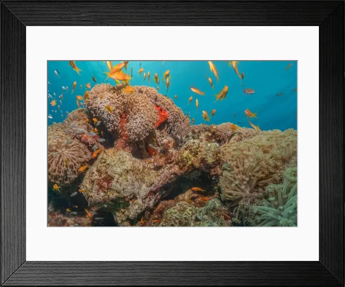 Framed Print : Coral reef and water plants in the Red Sea, Eilat Israel Framed Print : Coral reef and water plants in the Red Sea, Eilat Israel