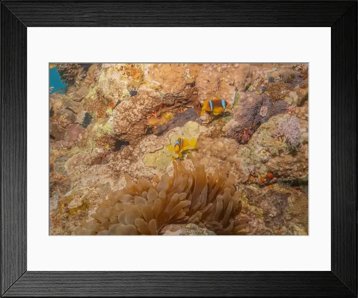 Framed Print : Coral reef and water plants in the Red Sea, Eilat Israel Framed Print : Coral reef and water plants in the Red Sea, Eilat Israel