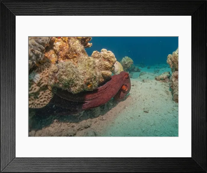 Framed Print : Octopus king of camouflage in the Red Sea, Eilat Israel Framed Print : Octopus king of camouflage in the Red Sea, Eilat Israel