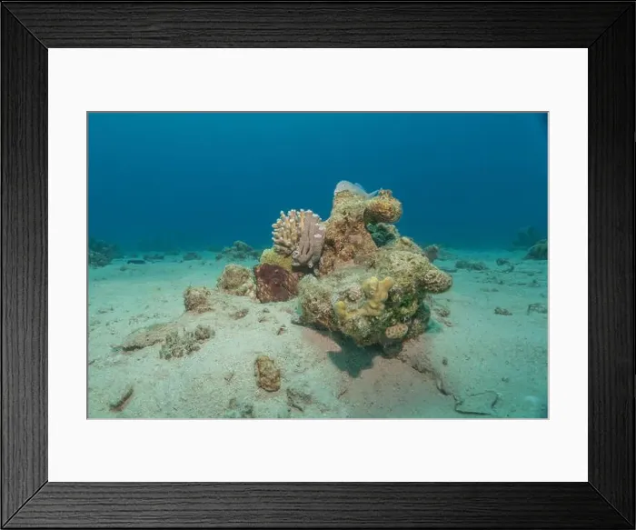 Framed Print : Coral reef and water plants in the Red Sea, Eilat Israel Framed Print : Coral reef and water plants in the Red Sea, Eilat Israel