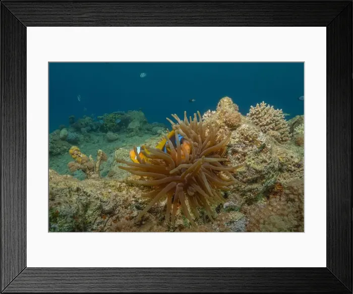 Framed Print : Coral reef and water plants in the Red Sea, Eilat Israel Framed Print : Coral reef and water plants in the Red Sea, Eilat Israel