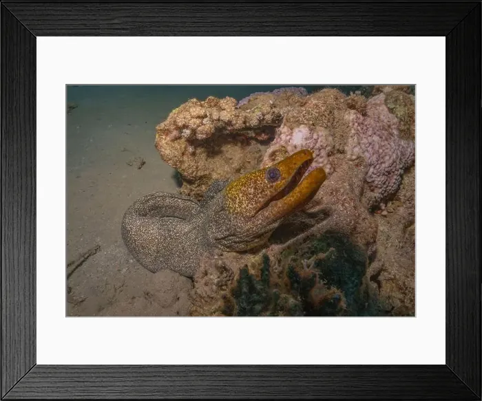 Framed Print : Moray eel Mooray lycodontis undulatus in the Red Sea, Eilat Israel Framed Print : Moray eel Mooray lycodontis undulatus in the Red Sea, Eilat Israel