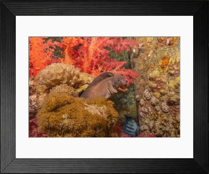 Framed Print : Moray eel Mooray lycodontis undulatus in the Red Sea, Eilat Israel Framed Print : Moray eel Mooray lycodontis undulatus in the Red Sea, Eilat Israel