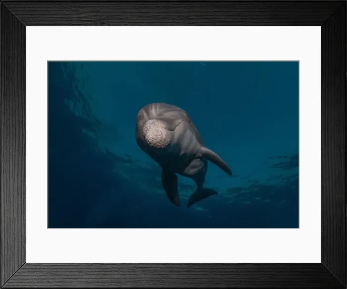 Framed Print : Dolphin swimming in the Red Sea, Eilat Israel Framed Print : Dolphin swimming in the Red Sea, Eilat Israel