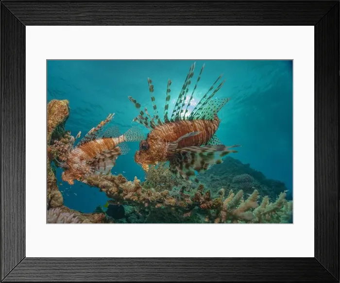 Framed Print : Lionfish in the Red Sea colorful fish, Eilat Israel Framed Print : Lionfish in the Red Sea colorful fish, Eilat Israel
