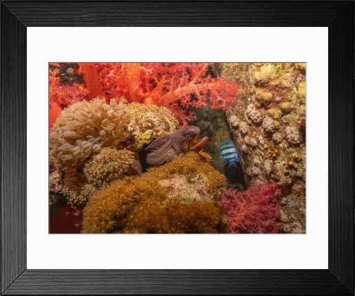 Framed Print : Moray eel Mooray lycodontis undulatus in the Red Sea, Eilat Israel Framed Print : Moray eel Mooray lycodontis undulatus in the Red Sea, Eilat Israel