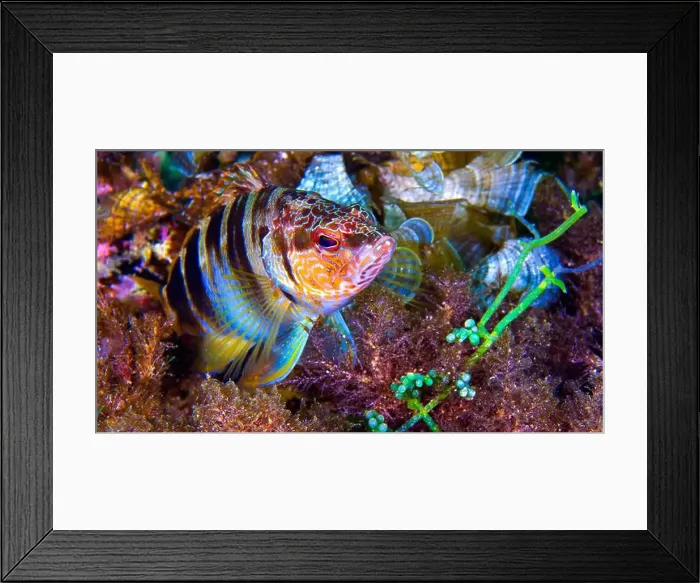 Framed Print : Painted Comber, Serranus scriba Framed Print : Painted Comber, Serranus scriba