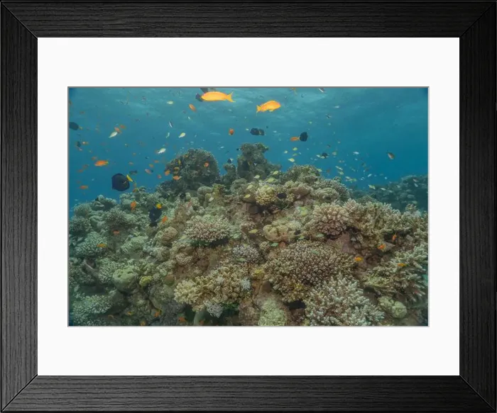 Framed Print : Coral reef and water plants in the Red Sea, Eilat Israel Framed Print : Coral reef and water plants in the Red Sea, Eilat Israel