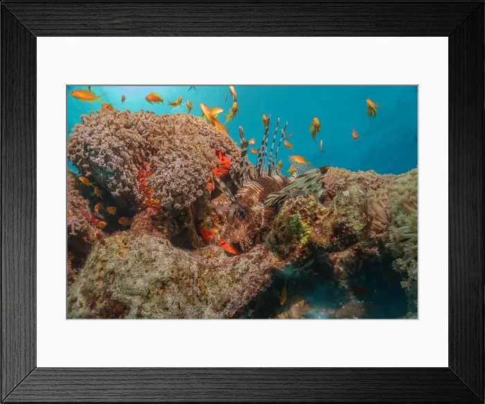 Framed Print : Coral reef and water plants in the Red Sea, Eilat Israel Framed Print : Coral reef and water plants in the Red Sea, Eilat Israel