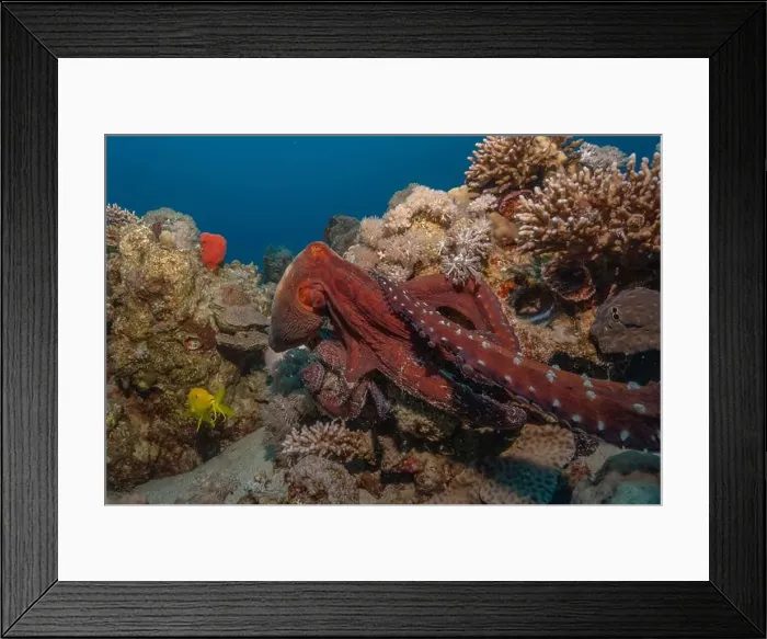 Framed Print : Octopus king of camouflage in the Red Sea, Eilat Israel Framed Print : Octopus king of camouflage in the Red Sea, Eilat Israel
