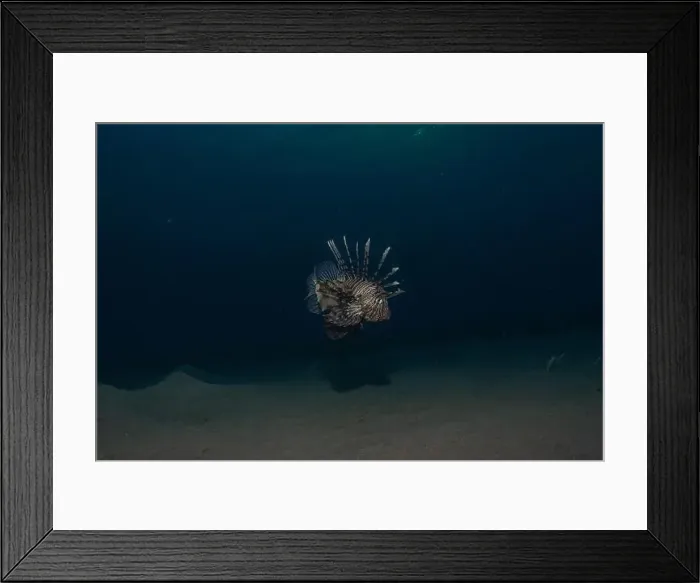 Framed Print : Lionfish in the Red Sea colorful fish, Eilat Israel Framed Print : Lionfish in the Red Sea colorful fish, Eilat Israel