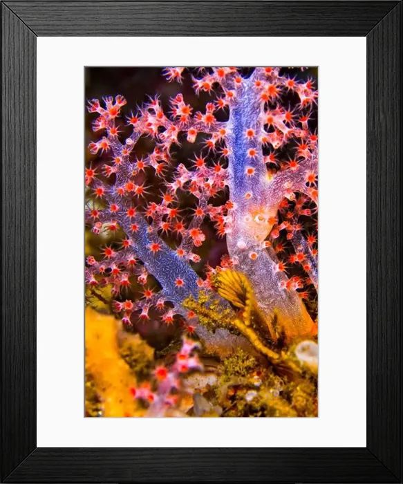Framed Print : Multi-branched Coral Trees, Soft Coral Framed Print : Multi-branched Coral Trees, Soft Coral
