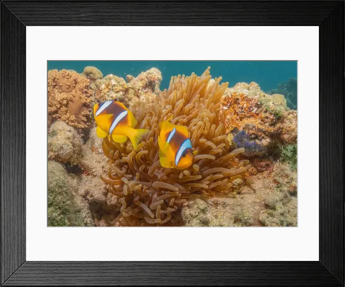Framed Print : Coral reef and water plants in the Red Sea, Eilat Israel