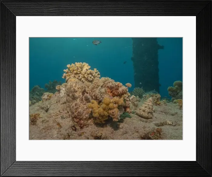 Framed Print : Coral reef and water plants in the Red Sea, Eilat Israel