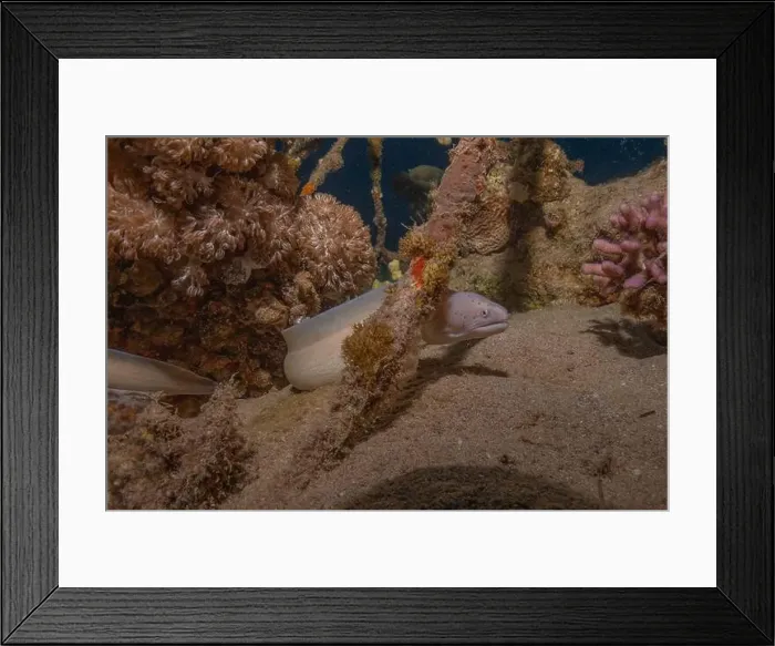Framed Print : Moray eel Mooray lycodontis undulatus in the Red Sea, Eilat Israel Framed Print : Moray eel Mooray lycodontis undulatus in the Red Sea, Eilat Israel
