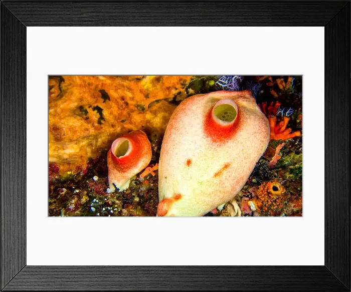 Framed Print : Ascidia, Tunicates, Reef Building Corals Framed Print : Ascidia, Tunicates, Reef Building Corals