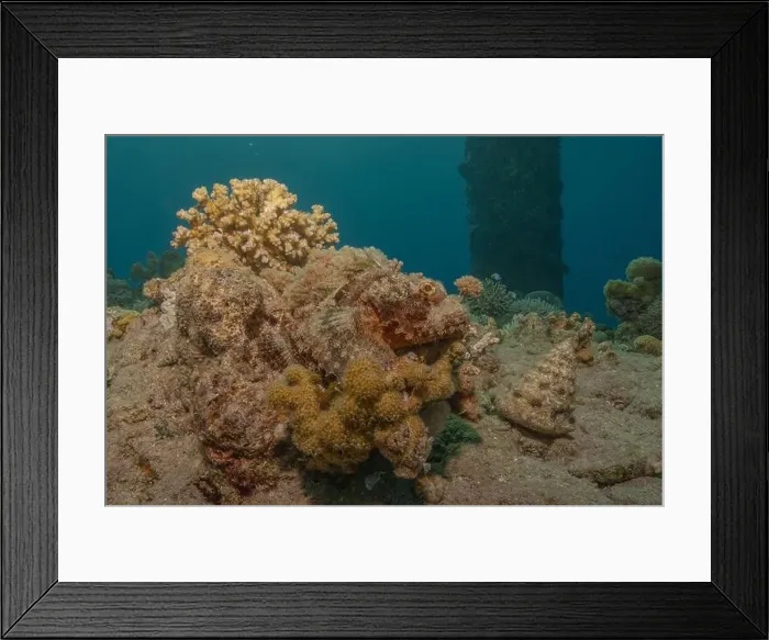 Framed Print : Coral reef and water plants in the Red Sea, Eilat Israel