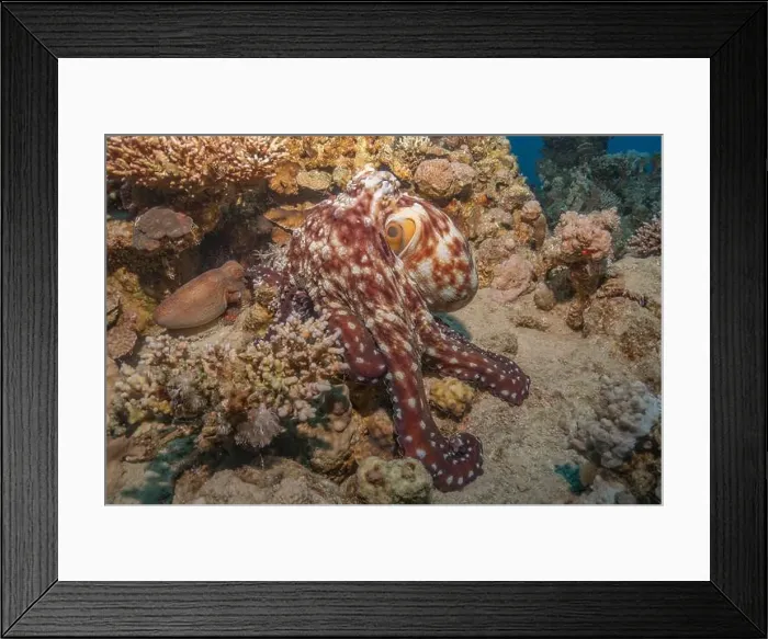 Framed Print : Octopus king of camouflage in the Red Sea, Eilat Israel Framed Print : Octopus king of camouflage in the Red Sea, Eilat Israel