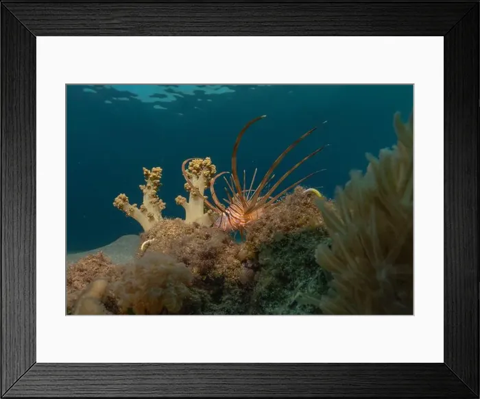 Framed Print : Lionfish in the Red Sea colorful fish, Eilat Israel Framed Print : Lionfish in the Red Sea colorful fish, Eilat Israel
