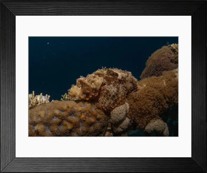 Framed Print : Fish swimming in the Red Sea, colorful fish, Eilat Israel Framed Print : Fish swimming in the Red Sea, colorful fish, Eilat Israel
