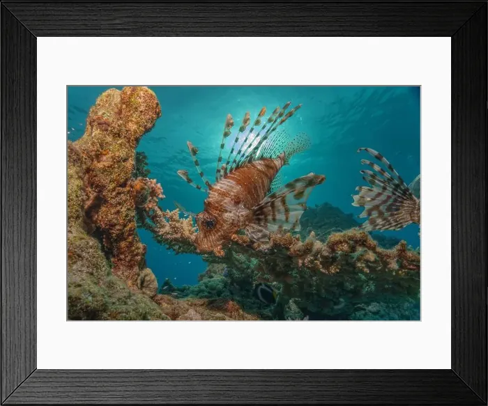 Framed Print : Lionfish in the Red Sea colorful fish, Eilat Israel Framed Print : Lionfish in the Red Sea colorful fish, Eilat Israel