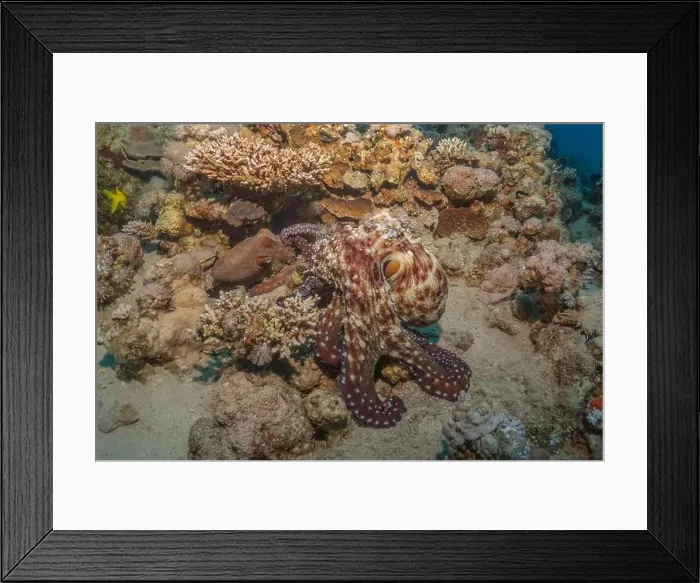 Framed Print : Octopus king of camouflage in the Red Sea, Eilat Israel Framed Print : Octopus king of camouflage in the Red Sea, Eilat Israel