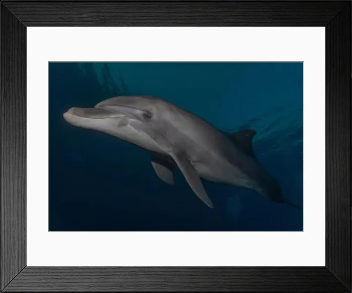 Framed Print : Dolphin swimming in the Red Sea, Eilat Israel Framed Print : Dolphin swimming in the Red Sea, Eilat Israel