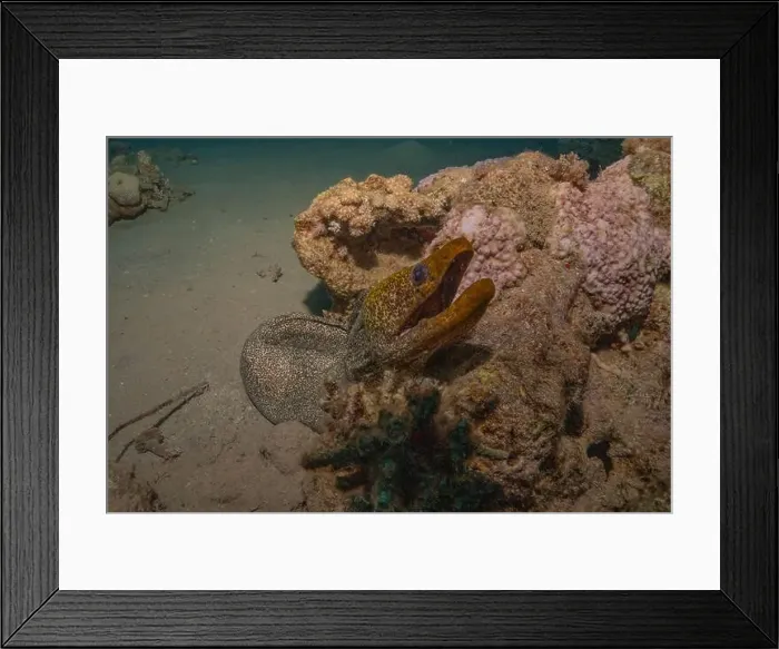 Framed Print : Moray eel Mooray lycodontis undulatus in the Red Sea, Eilat Israel Framed Print : Moray eel Mooray lycodontis undulatus in the Red Sea, Eilat Israel