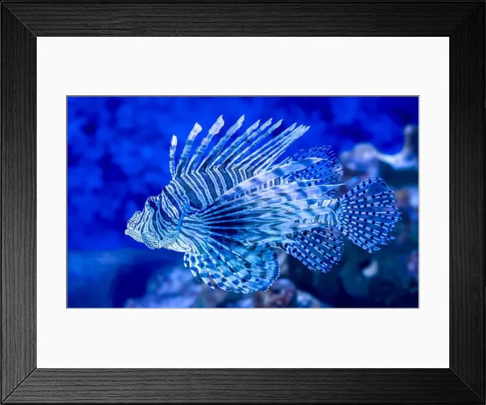 Framed Print : The blue lionfish in the sea aquarium