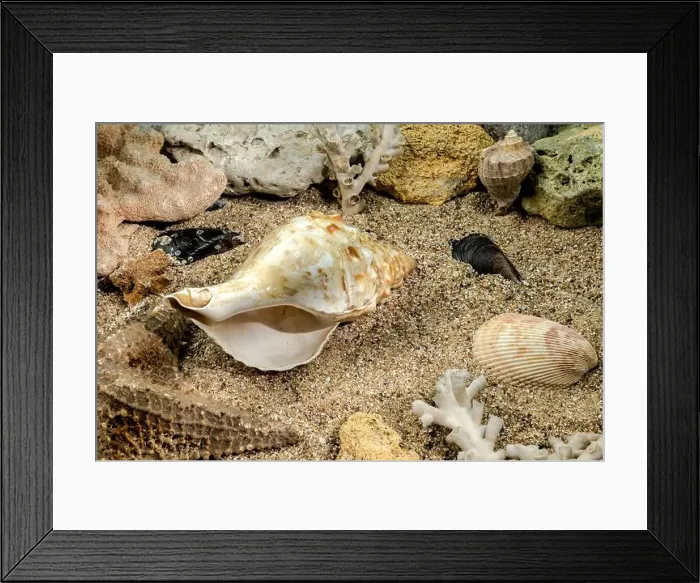 Framed Print : Pleuroploca trapezium sea snail shell Cassis Tuberosa on a sand underwater Framed Print : Pleuroploca trapezium sea snail shell Cassis Tuberosa on a sand underwater