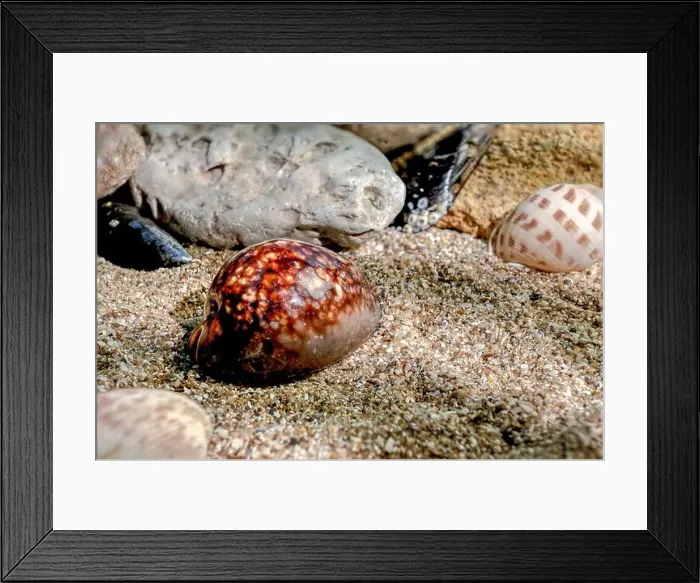 Framed Print : Mauritia Mauritiana or chocolate cowry, humpback cowry, seashell on a sand underwater Framed Print : Mauritia Mauritiana or chocolate cowry, humpback cowry, seashell on a sand underwater