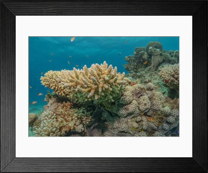 Framed Print : Coral reef and water plants in the Red Sea, Eilat Israel Framed Print : Coral reef and water plants in the Red Sea, Eilat Israel