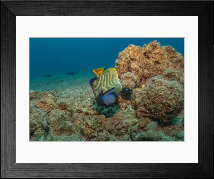 Framed Print : Fish swimming in the Red Sea, colorful fish, Eilat Israel Framed Print : Fish swimming in the Red Sea, colorful fish, Eilat Israel