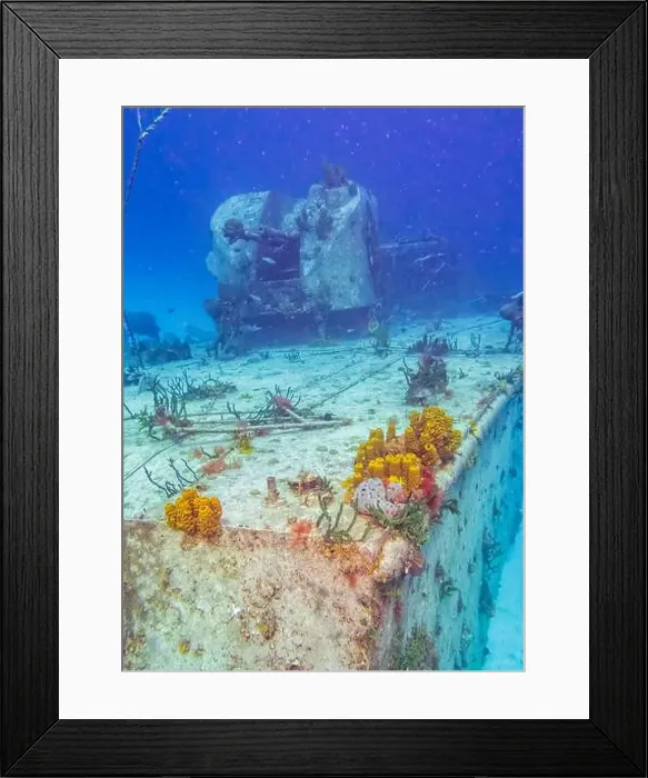Framed Print : Sponges and coral attached to the deck of the formerly Russian Destroyer M / V Captain Keith Tibbets in the waters off Framed Print : Sponges and coral attached to the deck of the formerly Russian Destroyer M / V Captain Keith Tibbets in the waters off